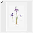 1-26_The-Genus-Iris_picture