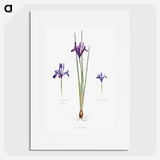 1-26_The-Genus-Iris_picture