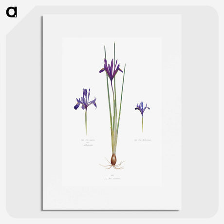 1-26_The-Genus-Iris_picture
