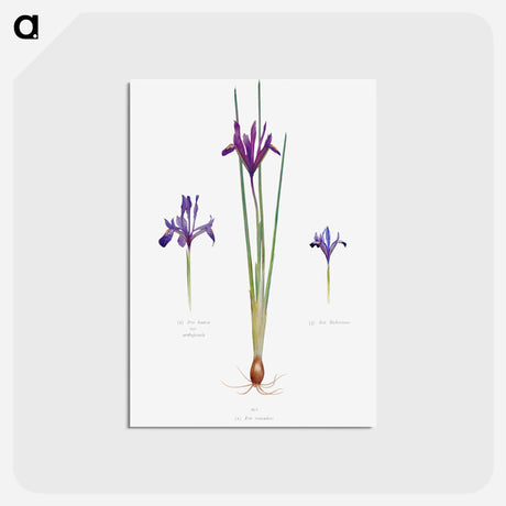 アートポストカード-Iris Reticulata, Iris Histrio var. Orthopetala and Iris Bakeriana from The genus Iris
 - アヤメ属 Postcard.