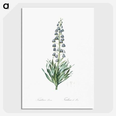 1-26_The-Lilies_picture-crop