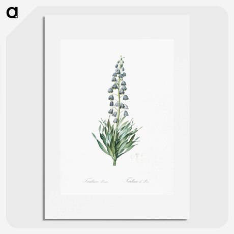 1-26_The-Lilies_picture