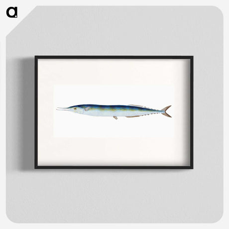 1-26_The-Natural-History-of-British-Fishes_blk