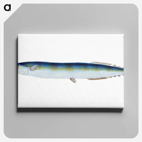 1-26_The-Natural-History-of-British-Fishes_canvas