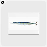 1-26_The-Natural-History-of-British-Fishes_hagaki
