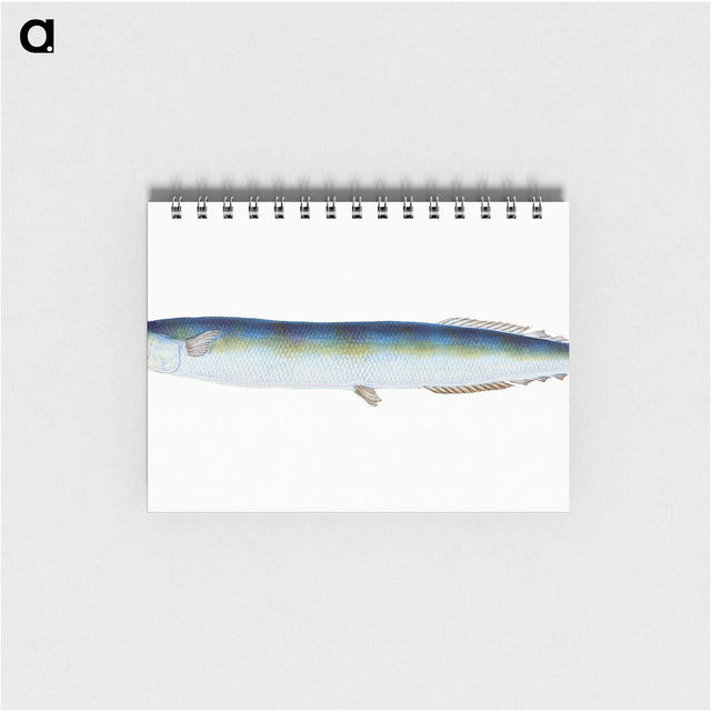 1-26_The-Natural-History-of-British-Fishes_memo