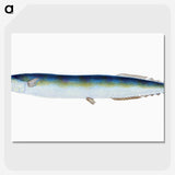 1-26_The-Natural-History-of-British-Fishes_picture-crop