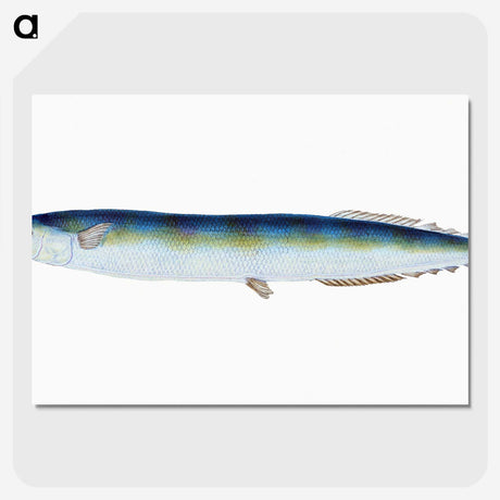 1-26_The-Natural-History-of-British-Fishes_picture-crop