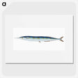 1-26_The-Natural-History-of-British-Fishes_picture