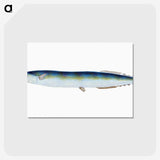 1-26_The-Natural-History-of-British-Fishes_postcard