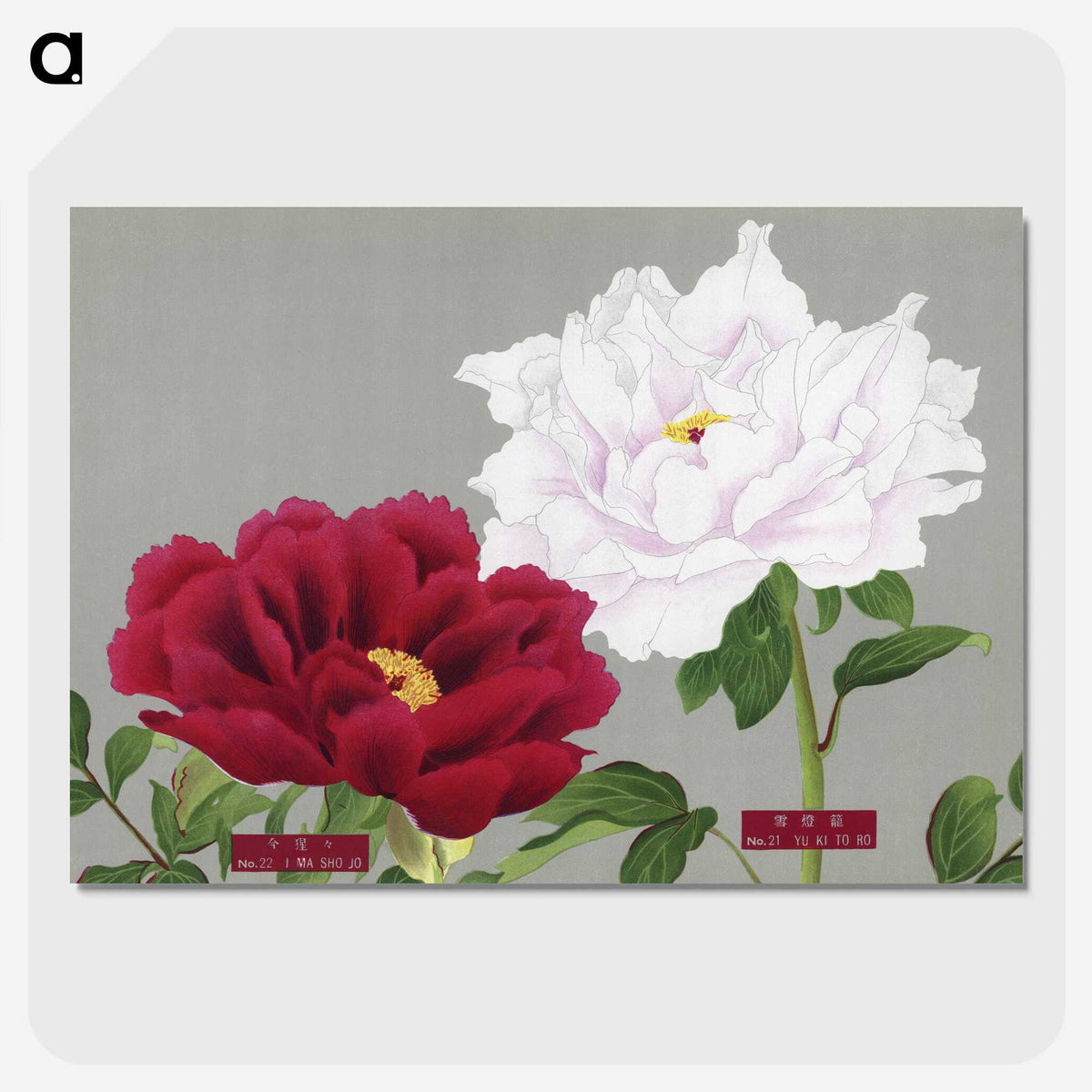 1-26_The-Picture-Book-of-Peonies_picture-crop