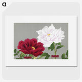 1-26_The-Picture-Book-of-Peonies_picture