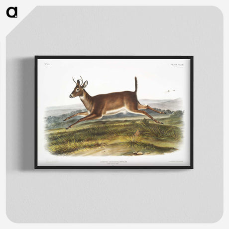 1-26_The-Viviparous-Quadrupeds_blk-crop