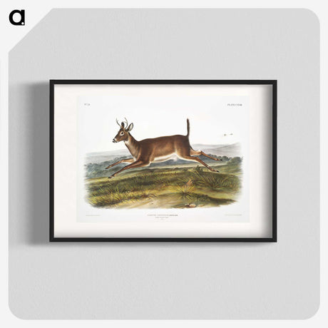 1-26_The-Viviparous-Quadrupeds_blk