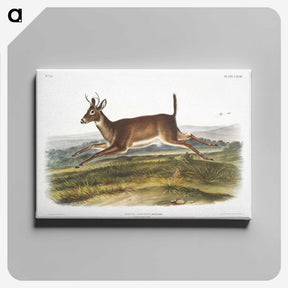 1-26_The-Viviparous-Quadrupeds_canvas