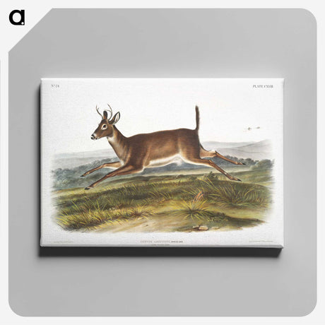 1-26_The-Viviparous-Quadrupeds_canvas