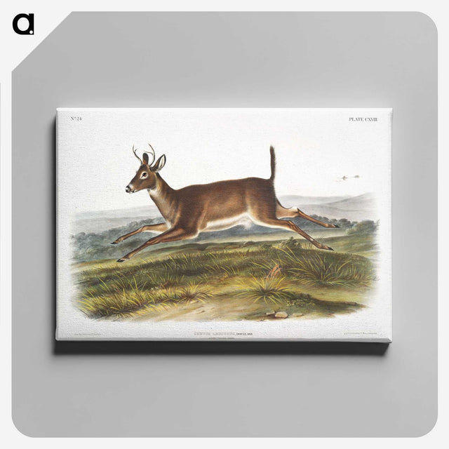 1-26_The-Viviparous-Quadrupeds_canvas