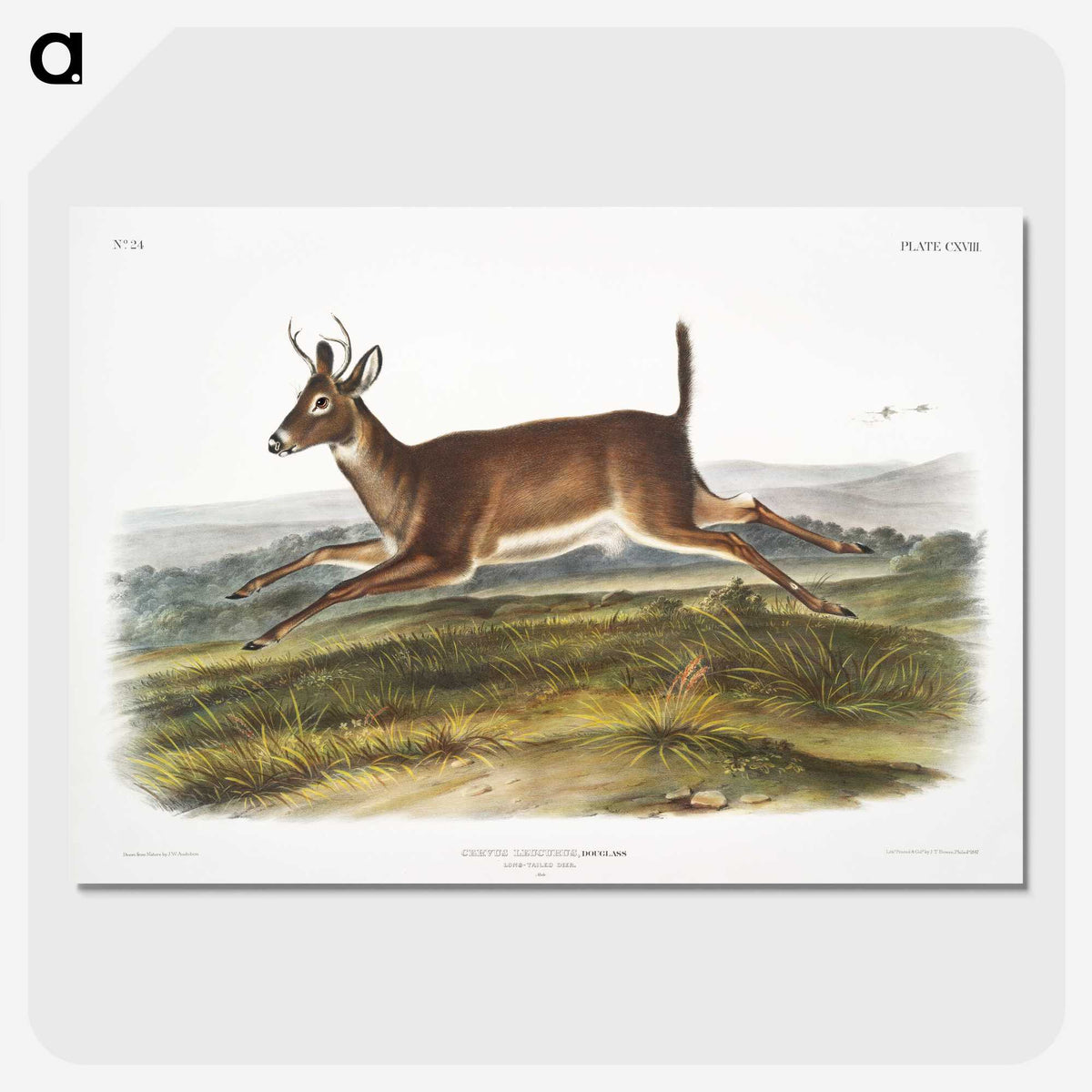 1-26_The-Viviparous-Quadrupeds_picture-crop