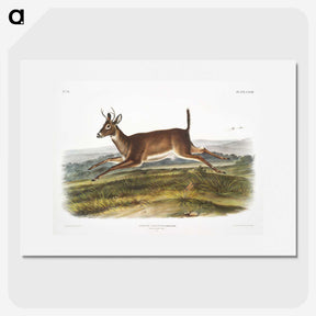 1-26_The-Viviparous-Quadrupeds_picture