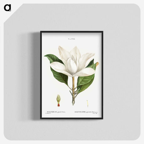 1-26_Treatise-on-Trees-and-Shrubs_blk-crop