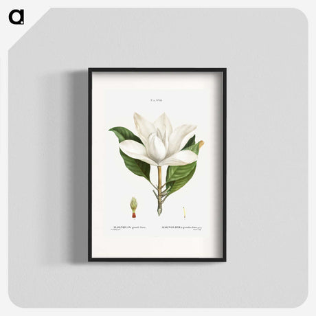 1-26_Treatise-on-Trees-and-Shrubs_blk