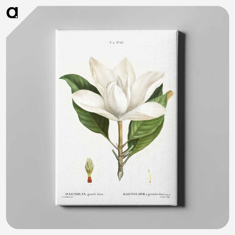 1-26_Treatise-on-Trees-and-Shrubs_canvas