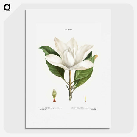 1-26_Treatise-on-Trees-and-Shrubs_picture