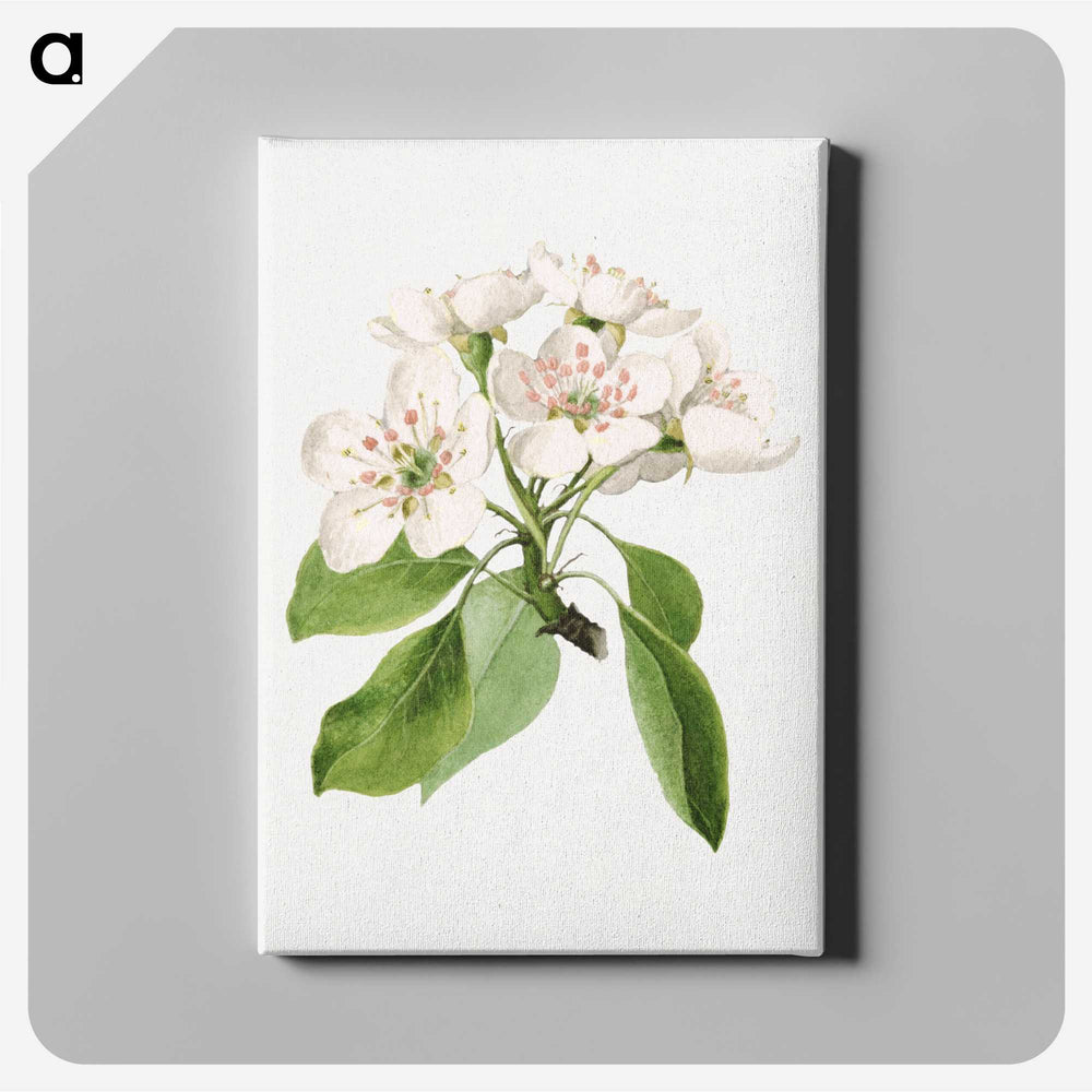 1-26_USDA-Watercolor-Fruit-Painting-Collection_canvas