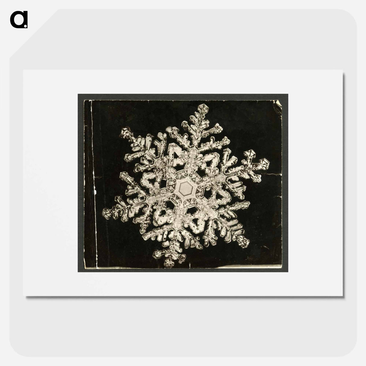 Wilson Bentley Photomicrograph of Stellar Snowflake No. 1093 - ウィルソン ベントレー Poster.