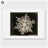 Wilson Bentley Photomicrograph of Stellar Snowflake No. 1093 - ウィルソン ベントレー Poster.