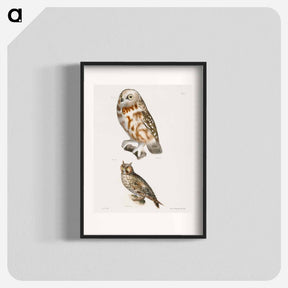 アートポスター-The Acadian Owl (Ulula acadica) 24. The Long-eared Owl (Otus americanus) - ニューヨークの動物学 Poster.