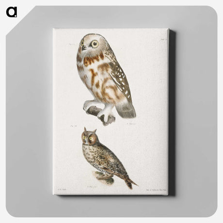 1-26_Zoology-of-New-York_canvas