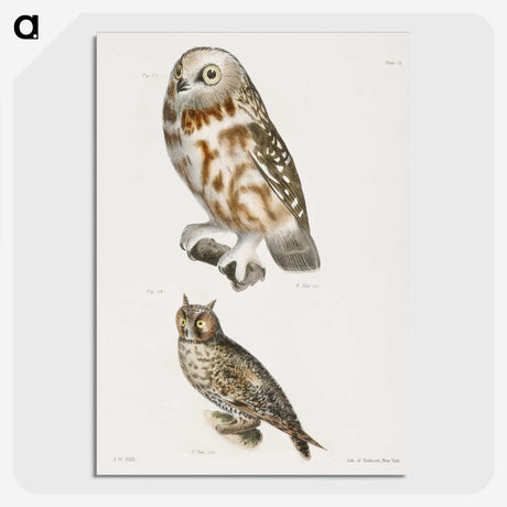 1-26_Zoology-of-New-York_picture-crop