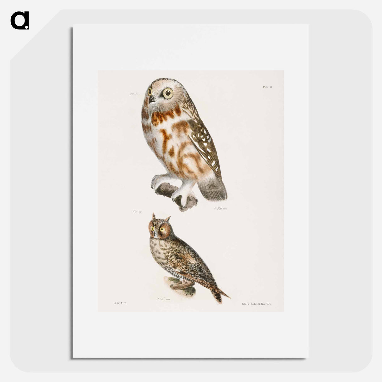 The Acadian Owl (Ulula acadica) 24. The Long-eared Owl (Otus americanus) - ニューヨークの動物学 Poster.