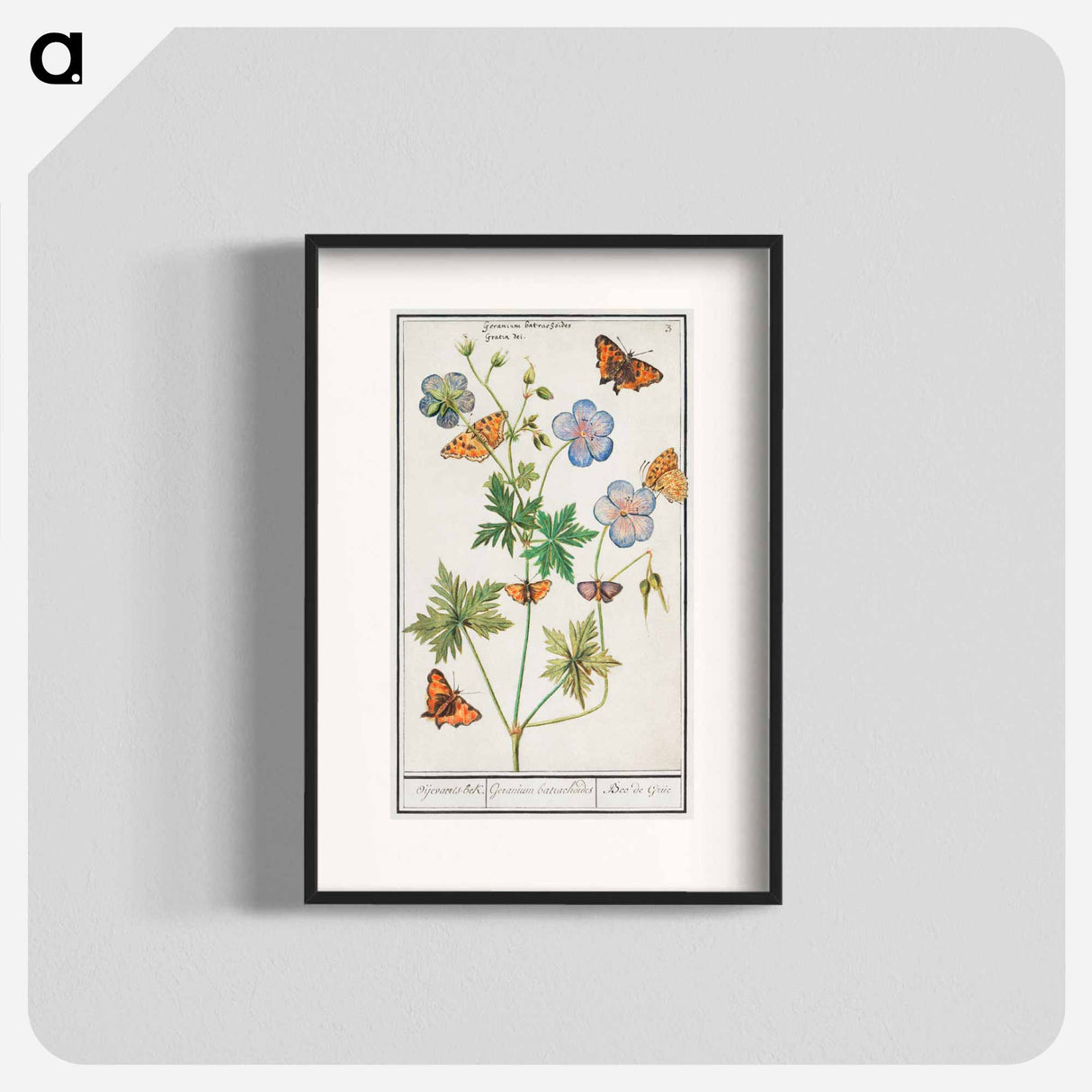 Pelargonium, probably Bearded Pelargonium, Geranium pratense - アンセルムス ボエティウス デ ブート Poster.