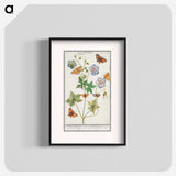 Pelargonium, probably Bearded Pelargonium, Geranium pratense - アンセルムス ボエティウス デ ブート Poster.