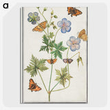 1-27_Anselmus-Boetius-de-Boodt_picture-crop