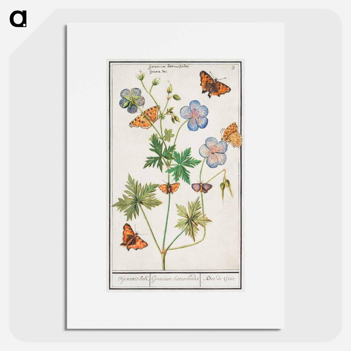 Pelargonium, probably Bearded Pelargonium, Geranium pratense - アンセルムス ボエティウス デ ブート Poster.
