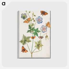 アートポストカード-Pelargonium, probably Bearded Pelargonium, Geranium pratense - アンセルムス ボエティウス デ ブート Postcard.