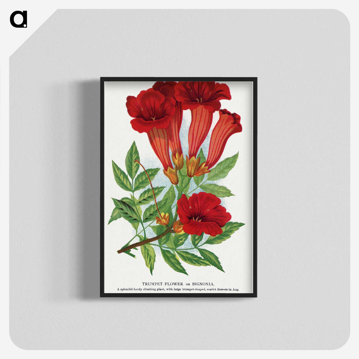1-27_Botanical-Specimen-Plates_blk-crop