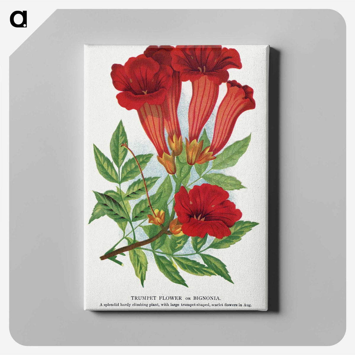 1-27_Botanical-Specimen-Plates_canvas