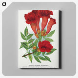 1-27_Botanical-Specimen-Plates_canvas
