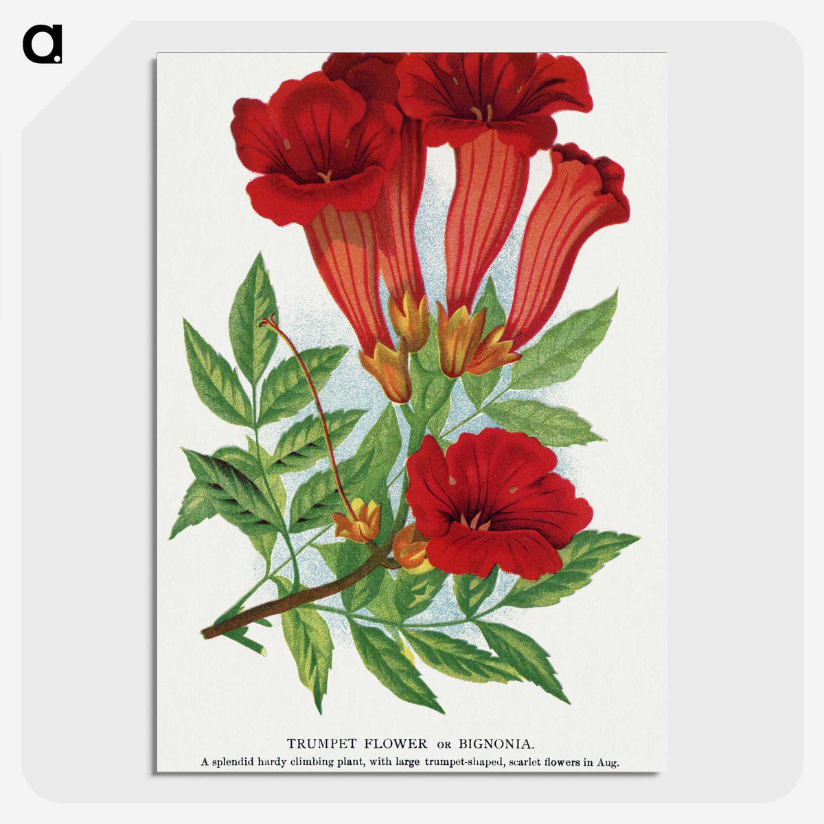 1-27_Botanical-Specimen-Plates_picture-crop