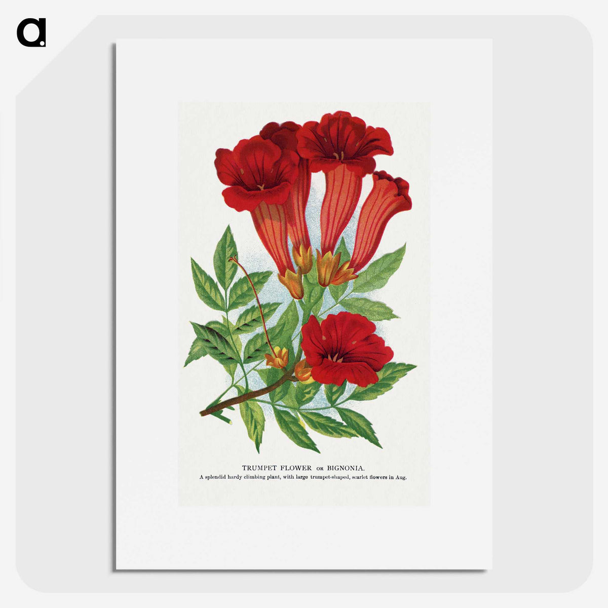 1-27_Botanical-Specimen-Plates_picture