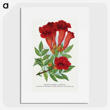 1-27_Botanical-Specimen-Plates_picture