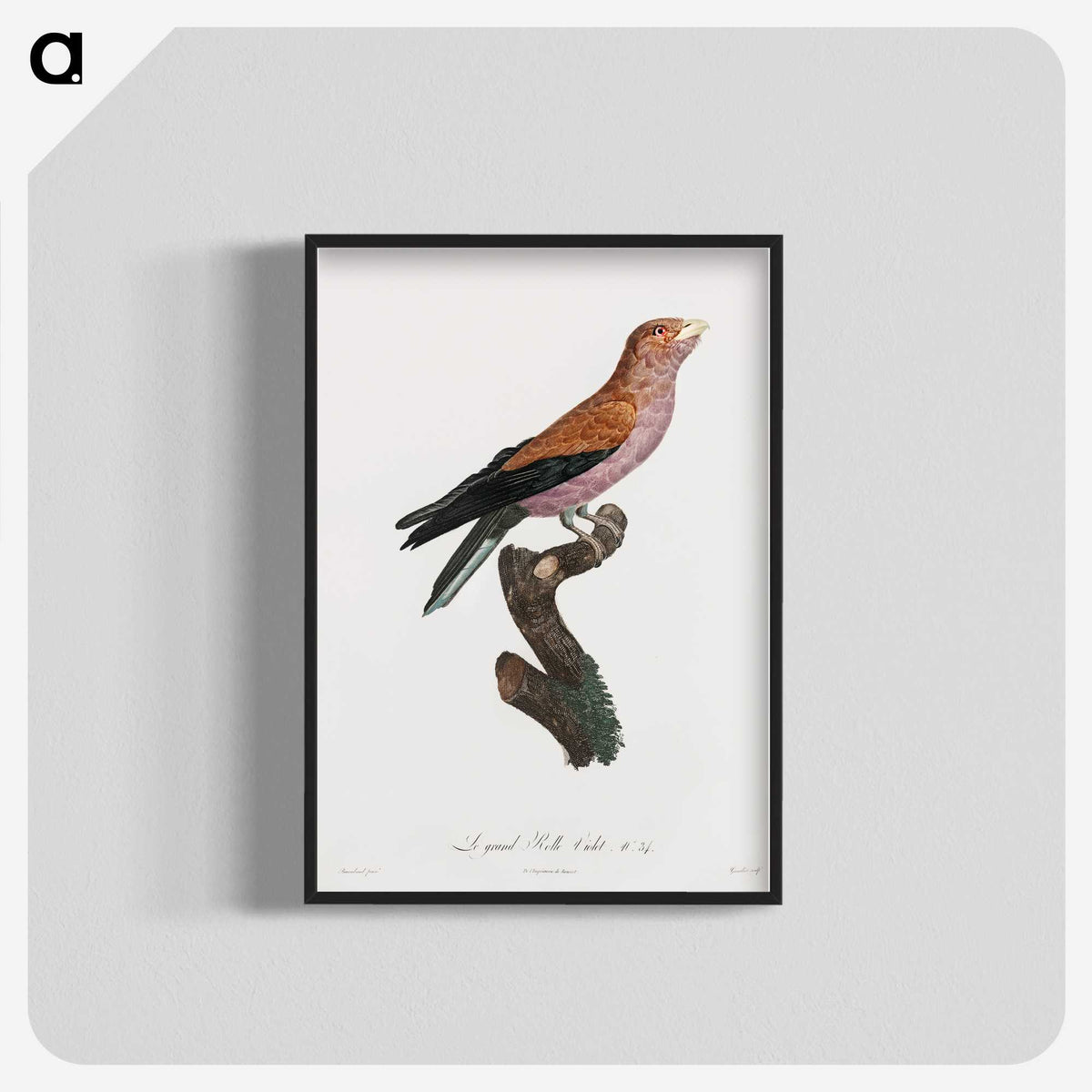 1-27_Des-Oiseaux-de-Paradis_blk-crop