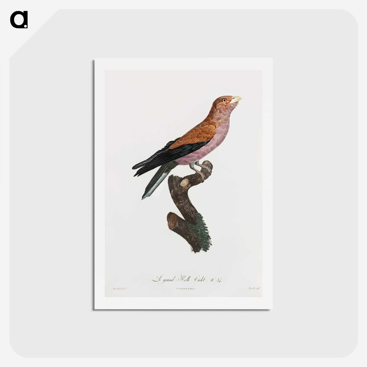 1-27_Des-Oiseaux-de-Paradis_hagaki