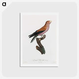 1-27_Des-Oiseaux-de-Paradis_hagaki