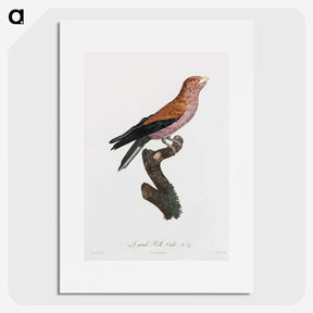1-27_Des-Oiseaux-de-Paradis_picture