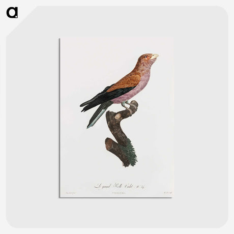 1-27_Des-Oiseaux-de-Paradis_postcard